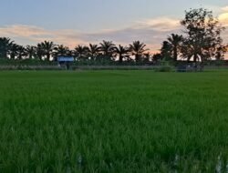 Petani Padi Seluma Keluhkan Harga Pupuk Diduga Melebihi HET