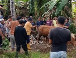 Semarak Idul Adha 1446 H, warga Kelurahan Tapus Sembelih 14 Ekor Hewan Qurban