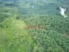 Genesis Temukan Dugaan 13 Perusahaan Sawit di Bengkulu Terbukti Beroperasi Ilegal di Kawasan Hutan
