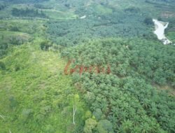 Genesis Temukan Dugaan 13 Perusahaan Sawit di Bengkulu Terbukti Beroperasi Ilegal di Kawasan Hutan