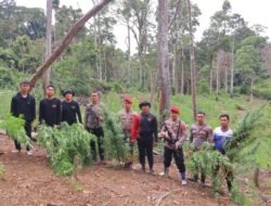 Polres Madina Temukan Ladang Ganja 6 Hektare di Tor Shite Dibantu Kamera Drone