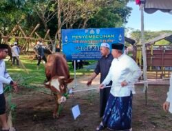 Polda Kalsel Berkurban 52 Ekor Sapi dan 4 Kambing di Idul Adha 1446 Hijriyah