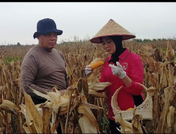 Polda Kalsel Panen Raya Jagung di Lahan Basah, Dukung Ketahanan Pangan dan Industri Pakan Ternak Nasional