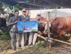 Idul Adha 1446 H, PDAM Surabaya Salurkan 14 Sapi Kurban Wujud Kepedulian