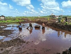 Dukung Ketahanan Pangan: Danramil 1015-04/Baamang Bantu Warga Tanam Padi 