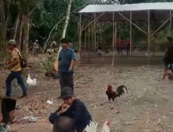 Sabung Ayam Kembali Marak Di Kota Banjarbaru, Warga Inginkan APH Turun Tangan Untuk Penertiban