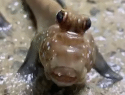 Ikan Tembakul, Si Amfibi Unik dari Hutan Bakau yang Kaya Manfaat Kesehatan