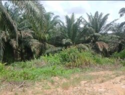 PT KMB Mangkir dari Panggilan Polres Kotim Dugaan Penyerobotan Lahan Warga