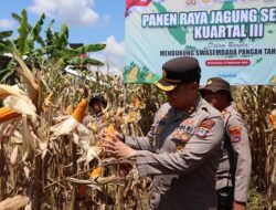 Polres Batola menggelar Panen Raya Jagung Serentak Di Kecamatan Wanaraya