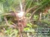 TEROR PT ABS SEMAKIN MENJADI, ABAIKAN KESEPAKATAN GUBERNUR DENGAN PETANI BENGKULU