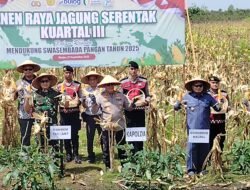 Polda Kalsel Panen Raya Jagung, Produksi Diproyeksi Tembus 3 Ribu Ton