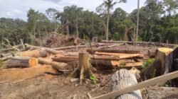 Ribuan hektar hutan habitat gajah Bengkulu hilang dalam 2 tahun terakhir