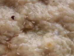 Menu MBG di Banjarbaru Diduga Berbelatung, Dua Sekolah Setop Sementara Pembagian Makanan