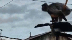 Serangan kera Liar 9 Warga Menjadi Korban Gigitan, Polsek Aluh Aluh Lakukan Penanganan Lanjutan