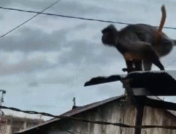 Serangan kera Liar 9 Warga Menjadi Korban Gigitan, Polsek Aluh Aluh Lakukan Penanganan Lanjutan