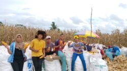 BUMDes Kuto Padang Besak Tangga Batu Optimalkan Dana Desa untuk Ketahanan Pangan 2025