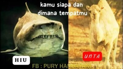 Fakta Kocak, Hiu Tidak Pernah Tahu Bahwa Unta Itu Ada, Ini Jadi Pelajaran Hidup