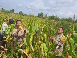 Polsek Cempaka Panen Jagung Pipil Bersama Warga Binaan di Kelurahan Bangkal