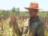 Pantang Menyerah, Dosen Politala Sukses Sulap Lahan Bekas Tambang Jadi Sentra Sorgum Produktif
