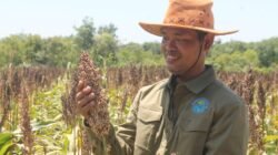 Pantang Menyerah, Dosen Politala Sukses Sulap Lahan Bekas Tambang Jadi Sentra Sorgum Produktif