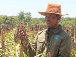 Pantang Menyerah, Dosen Politala Sukses Sulap Lahan Bekas Tambang Jadi Sentra Sorgum Produktif