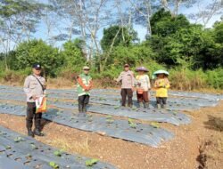 Polres Banjarbaru Dorong Ketahanan Pangan Lewat Program Tanam Jagung,  Bentuk Nyata Kehadiran Polri