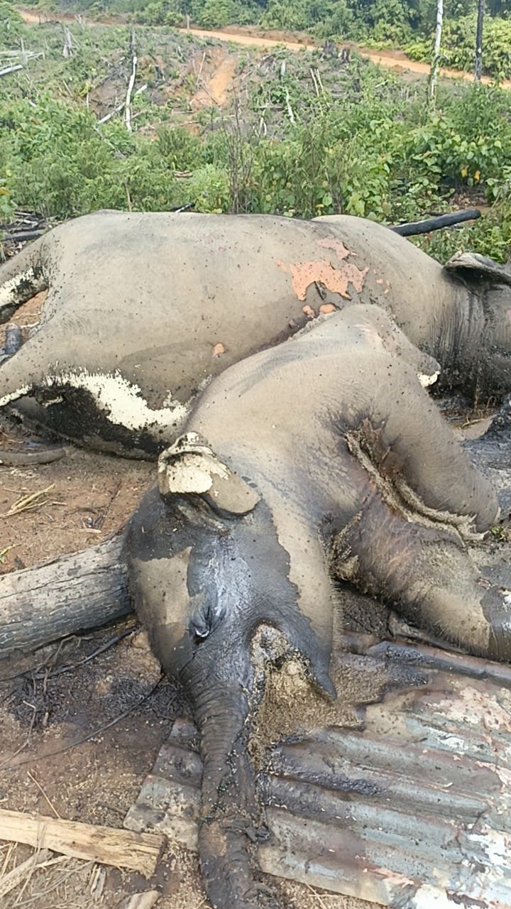 Kematian Gajah di wilayah Perusahaan di Bengkulu