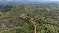 Hutan dan Gajah Dibabat dalam wilayah PBPH Perusahaan? GENESIS Tegaskan Cabut izin PT BAT dan PT API