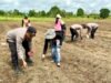 Gandeng Kelompok Tani Mukti Desa  Sido Makmur, Kapolsek Alalak Tanam  Jagung Di Lahan Seluas 3 Hektar