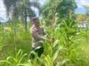 Cek Tanaman Jagung, Kapolsek Tamban Berharap Tidak Ada Serangan Hama