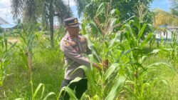 Cek Tanaman Jagung, Kapolsek Tamban Berharap Tidak Ada Serangan Hama
