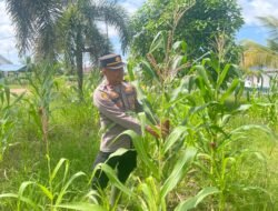Cek Tanaman Jagung, Kapolsek Tamban Berharap Tidak Ada Serangan Hama