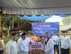 Sinergi Polda Kalsel dan IMM Menguat di Idul Adha, Hewan Kurban Disalurkan untuk Masyarakat
