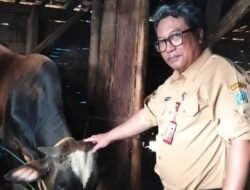 Pakde Henggar Meneladani Sejarah Nabi Ibrahim AS dengan Berkurban Sapi di Masjid Tanbihul Ghafilin