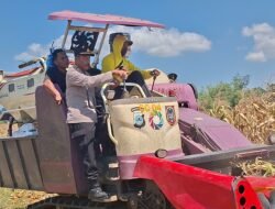 Panen Raya Jagung Polsek Banjarbaru Utara Hasilkan 52 Ton, Wujud Nyata Ketahanan Pangan