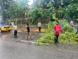 Respons Cepat Sat Samapta Polresta Barelang Tangani Pohon Tumbang Akibat Cuaca