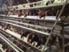 DD Dimanfaatkan Produktif: Desa Masria Baru Tambah 250 Ekor Ayam Petelur dan Kandang