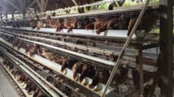 DD Dimanfaatkan Produktif: Desa Masria Baru Tambah 250 Ekor Ayam Petelur dan Kandang