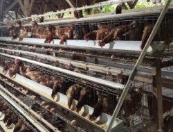 DD Dimanfaatkan Produktif: Desa Masria Baru Tambah 250 Ekor Ayam Petelur dan Kandang