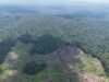 Koalisi Bentang Seblat Surati Kemenhut, Tolak Habitat Gajah Jadi Perhutanan Sosial 